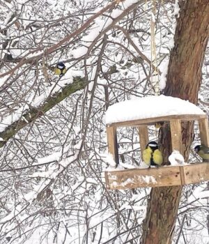 19-лютого-опадів-в-Україні-стане-менше,-але-не-потеплішає