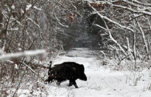 Біля Чорнобиля “спіймали” небезпечну дику тварину Біля-Чорнобиля-“спіймали”-небезпечну-дику-тварину