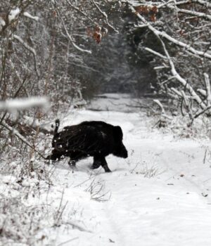 Біля-Чорнобиля-“спіймали”-небезпечну-дику-тварину