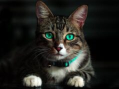 Чому вночі у кота світяться очі — і як цей феномен став поштовхом для інновацій Чому-вночі-у кота-світяться-очі —-і як цей-феномен-став-поштовхом-для-інновацій