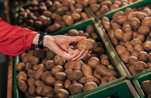 В Україні дорожчає картопля: скільки вже коштує кілограм В-Україні-дорожчає-картопля:-скільки-вже-коштує-кілограм