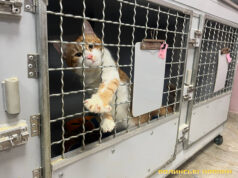 Війна, холод та нічийні тварини: як у Луцьку допомагають хвостатим безпритульним Війна,-холод-та-нічийні-тварини:-як-у-Луцьку-допомагають-хвостатим-безпритульним