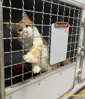 Війна,-холод-та-нічийні-тварини:-як-у-Луцьку-допомагають-хвостатим-безпритульним