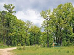 29 га земель Нацпарку «Цуманська пуща» незаконно передали у комунальну власність 29-га-земель-Нацпарку-«Цуманська-пуща»-незаконно-передали-у-комунальну-власність