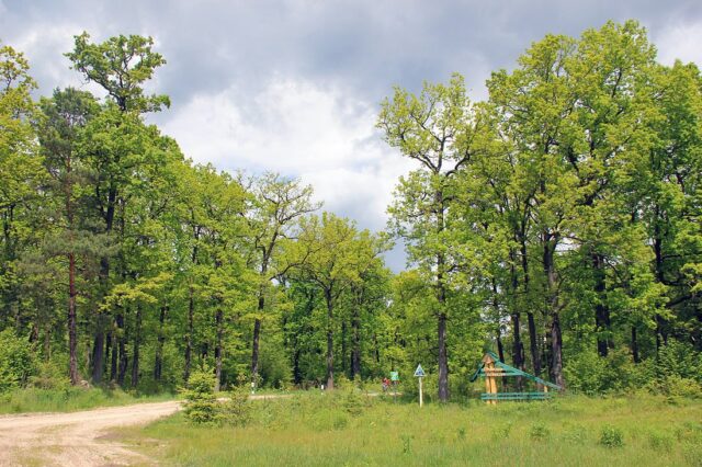 29 га земель Нацпарку «Цуманська пуща» незаконно передали у комунальну власність 29-га-земель-Нацпарку-«Цуманська-пуща»-незаконно-передали-у-комунальну-власність