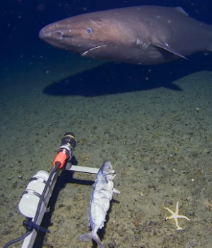 Поблизу-Антарктиди-вперше-помітили-акулу