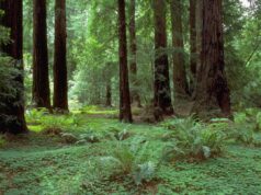 Більші за Біг-Бен: які найвищі дерева у світі Більші-за-Біг-Бен:-які-найвищі-дерева-у-світі