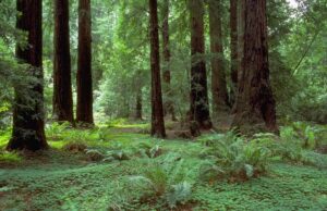 Більші за Біг-Бен: які найвищі дерева у світі Більші-за-Біг-Бен:-які-найвищі-дерева-у-світі