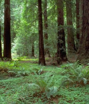 Більші-за-Біг-Бен:-які-найвищі-дерева-у-світі