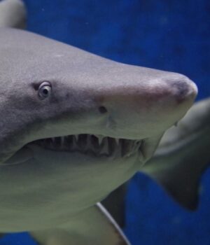 Акули-все-частіше-нападають-на-людей:-дослідники-назвали-причину Акули-все-частіше-нападають-на-людей:-дослідники-назвали-причину