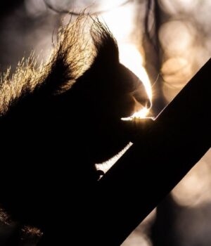 До-України-йде-відчутне-потепління:-синоптикиня-Діденко-назвала-точну-дату