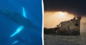 У 1949 році вчені записали моторошні звуки поблизу Бермудських островів: що ж це було У-1949-році-вчені-записали-моторошні-звуки-поблизу-Бермудських-островів:-що-ж-це-було