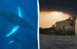 У 1949 році вчені записали моторошні звуки поблизу Бермудських островів: що ж це було У-1949-році-вчені-записали-моторошні-звуки-поблизу-Бермудських-островів:-що-ж-це-було