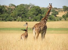 Жирафи мають удвічі вищий тиск, ніж люди: вчені пояснили, чому це для них не смертельно Жирафи-мають-удвічі-вищий-тиск,-ніж-люди:-вчені-пояснили,-чому-це-для-них-не-смертельно