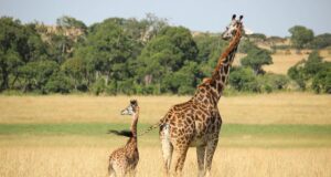 Жирафи мають удвічі вищий тиск, ніж люди: вчені пояснили, чому це для них не смертельно Жирафи-мають-удвічі-вищий-тиск,-ніж-люди:-вчені-пояснили,-чому-це-для-них-не-смертельно