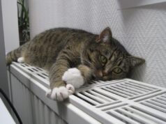 Котел чи теплонасос: вчені назвали найвигіднішу систему опалення будинку Котел-чи-теплонасос:-вчені-назвали-найвигіднішу-систему-опалення-будинку