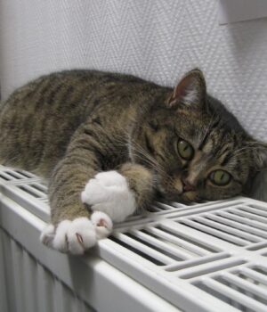 Котел-чи-теплонасос:-вчені-назвали-найвигіднішу-систему-опалення-будинку