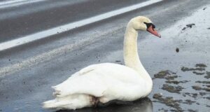 Помітили виснаженого птаха на узбіччі дороги: на Волині врятували лебедя Помітили-виснаженого-птаха-на-узбіччі-дороги:-на-Волині-врятували-лебедя