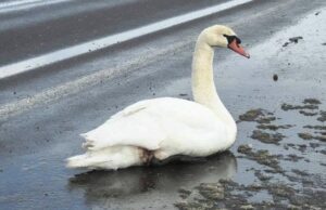 Помітили виснаженого птаха на узбіччі дороги: на Волині врятували лебедя Помітили-виснаженого-птаха-на-узбіччі-дороги:-на-Волині-врятували-лебедя