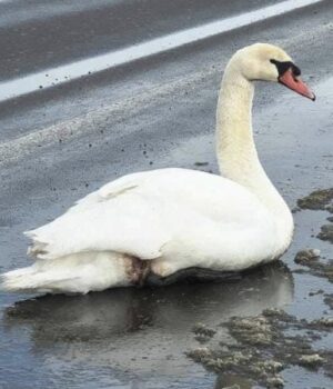 Помітили-виснаженого-птаха-на-узбіччі-дороги:-на-Волині-врятували-лебедя