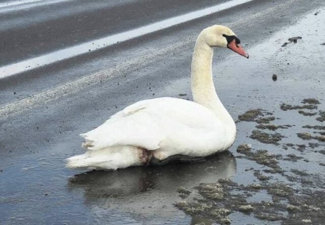 Помітили виснаженого птаха на узбіччі дороги: на Волині врятували лебедя Помітили-виснаженого-птаха-на-узбіччі-дороги:-на-Волині-врятували-лебедя