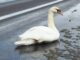 Помітили виснаженого птаха на узбіччі дороги: на Волині врятували лебедя Помітили-виснаженого-птаха-на-узбіччі-дороги:-на-Волині-врятували-лебедя