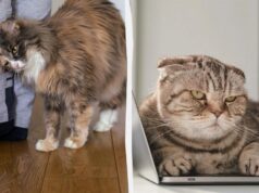 Чому кішка спочатку вимагає уваги, а потім ігнорує вас: 4 цікаві причини Чому-кішка-спочатку-вимагає-уваги,-а-потім-ігнорує-вас:-4-цікаві-причини