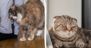 Чому кішка спочатку вимагає уваги, а потім ігнорує вас: 4 цікаві причини Чому-кішка-спочатку-вимагає-уваги,-а-потім-ігнорує-вас:-4-цікаві-причини