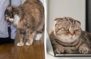 Чому кішка спочатку вимагає уваги, а потім ігнорує вас: 4 цікаві причини Чому-кішка-спочатку-вимагає-уваги,-а-потім-ігнорує-вас:-4-цікаві-причини