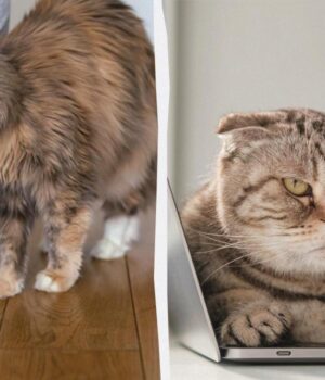 Чому-кішка-спочатку-вимагає-уваги,-а-потім-ігнорує-вас:-4-цікаві-причини