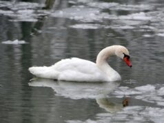 Лебедям, які зимують у Луцьку, страшні не тільки морози. ВІДЕО Лебедям,-які-зимують-у-Луцьку,-страшні-не-тільки-морози.-ВІДЕО