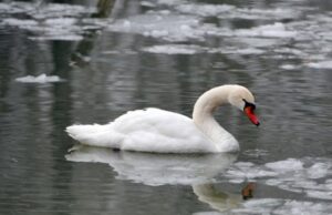 Лебедям, які зимують у Луцьку, страшні не тільки морози. ВІДЕО Лебедям,-які-зимують-у-Луцьку,-страшні-не-тільки-морози.-ВІДЕО