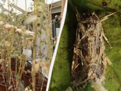 Учені виявили, що рослини у стресі кричать, а комахи це чують: що це означає для... Учені-виявили,-що-рослини-у-стресі-кричать,-а-комахи-це-чують:-що-це-означає-для.