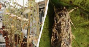 Учені виявили, що рослини у стресі кричать, а комахи це чують: що це означає для... Учені-виявили,-що-рослини-у-стресі-кричать,-а-комахи-це-чують:-що-це-означає-для.