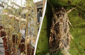 Учені виявили, що рослини у стресі кричать, а комахи це чують: що це означає для... Учені-виявили,-що-рослини-у-стресі-кричать,-а-комахи-це-чують:-що-це-означає-для.