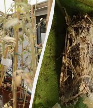 Учені-виявили,-що-рослини-у-стресі-кричать,-а-комахи-це-чують:-що-це-означає-для. Учені-виявили,-що-рослини-у-стресі-кричать,-а-комахи-це-чують:-що-це-означає-для.