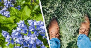 Як весняний обряд став побажанням: мовознавиця пояснила, що значить “топтати ряст” Як-весняний-обряд-став-побажанням:-мовознавиця-пояснила,-що-значить-“топтати-ряст”