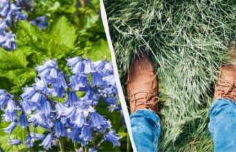 Як весняний обряд став побажанням: мовознавиця пояснила, що значить “топтати ряст” Як-весняний-обряд-став-побажанням:-мовознавиця-пояснила,-що-значить-“топтати-ряст”