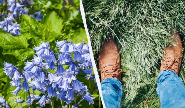 Як весняний обряд став побажанням: мовознавиця пояснила, що значить “топтати ряст” Як-весняний-обряд-став-побажанням:-мовознавиця-пояснила,-що-значить-“топтати-ряст”