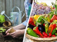 Тільки в ці дні варто садити розсаду: найточніший посівний календар на лютий 2026 Тільки-в-ці-дні-варто-садити-розсаду:-найточніший-посівний-календар-на-лютий-2026