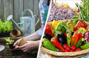 Тільки в ці дні варто садити розсаду: найточніший посівний календар на лютий 2026 Тільки-в-ці-дні-варто-садити-розсаду:-найточніший-посівний-календар-на-лютий-2026