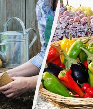 Тільки-в-ці-дні-варто-садити-розсаду:-найточніший-посівний-календар-на-лютий-2026