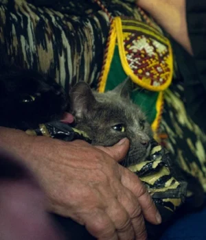 Понад-130-тис.-українців-евакуйовано-за-рік,-житло-потрібне-4,6-млн-переселенців-–-віцепрем'єр