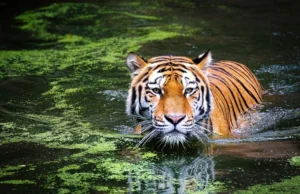 Смертельний вірус вбив десятки тигрів у Таїланді Смертельний-вірус-вбив-десятки-тигрів-у-Таїланді