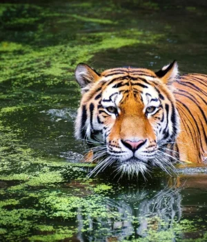 Смертельний-вірус-вбив-десятки-тигрів-у-Таїланді