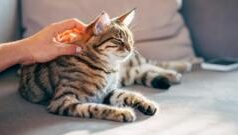 Генетичне дослідження раку у котів: нові перспективи лікування для людей і тварин Коти-можуть-допомогти-в-лікуванні-раку.-Вони-хворіють-так-само,-як-люди