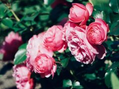 Секрет гарного цвітіння: експерти пояснили, як правильно обрізати троянди наприкінці зими Секрет-гарного-цвітіння:-експерти-пояснили,-як-правильно-обрізати-троянди-наприкінці-зими