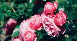 Секрет гарного цвітіння: експерти пояснили, як правильно обрізати троянди наприкінці зими Секрет-гарного-цвітіння:-експерти-пояснили,-як-правильно-обрізати-троянди-наприкінці-зими