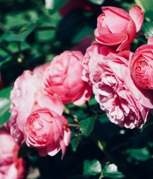 Секрет-гарного-цвітіння:-експерти-пояснили,-як-правильно-обрізати-троянди-наприкінці-зими