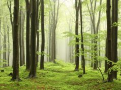 Ключовий спосіб боротьби з глобальним потеплінням дав зворотній ефект, – вчені Ключовий-спосіб-боротьби-з-глобальним-потеплінням-дав-зворотній-ефект,-–-вчені